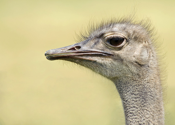 Avestruz común (Struthio camelus
) - Foto, Imagen