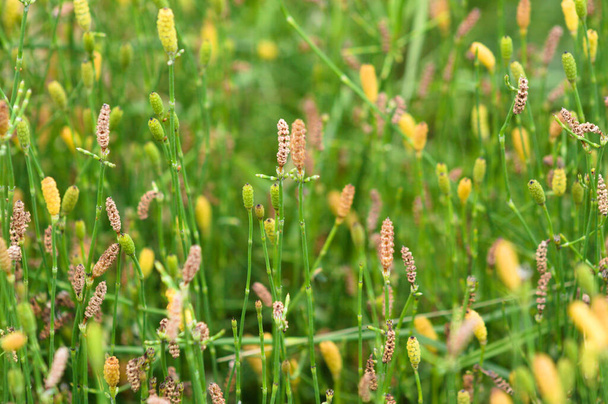 Scouringrush ramifié en fleur vue rapprochée avec fond vert flou - Photo, image