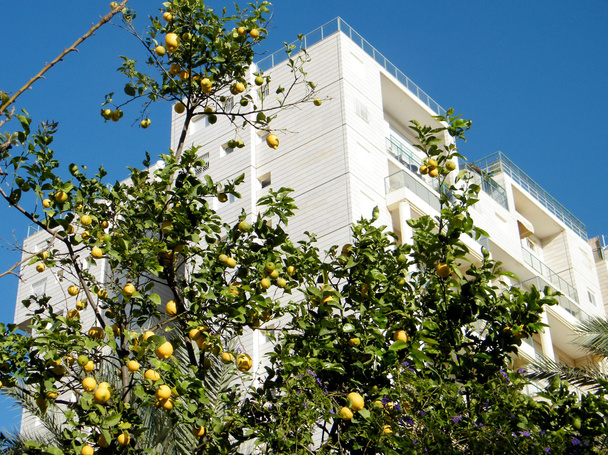 Vagy Yehuda citromfa a háttérben a fehér ház 2011 - Fotó, kép