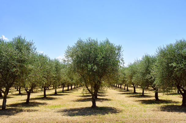 drzewa oliwne, Toskania, Włochy, Europa - Zdjęcie, obraz