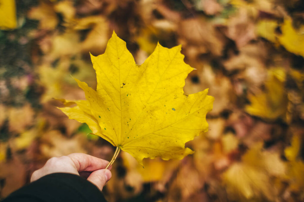 Podzimní listí. Zlaté a červené listí na podlaze, boty a ruce. Podzimní pozadí s místem pro podpis. Krása přírody. Koncept zvadnutí a znovuzrození - Fotografie, Obrázek