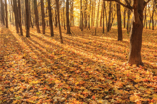 Barevné listy na lesní půdě se slunečním světlem - Fotografie, Obrázek