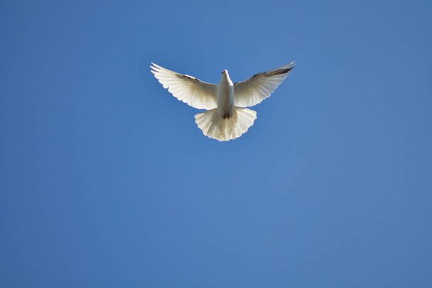 valkoinen kyyhkynen lennossa sinistä taivasta vasten 2021 - Valokuva, kuva