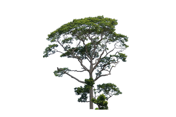 Yang lub Gurjan lub Dipterocarpus alatus drzew w polu izolowane tło - Zdjęcie, obraz
