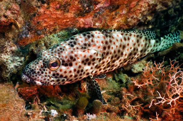 Greasy grouper - Photo, Image