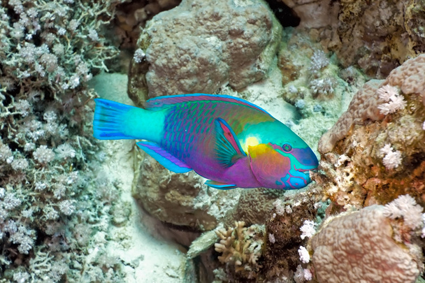 Parrotfish - Photo, Image