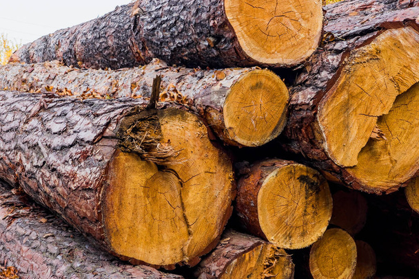 piled tree trunks close up - Photo, Image