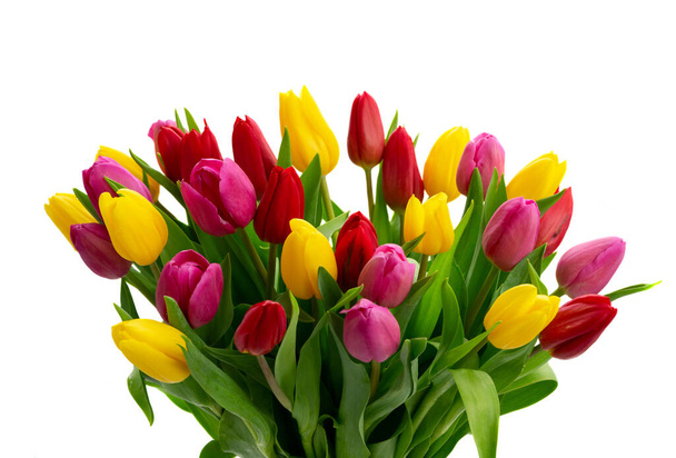 Pink, yeelow and violet tulips flowers - Fotografie, Obrázek
