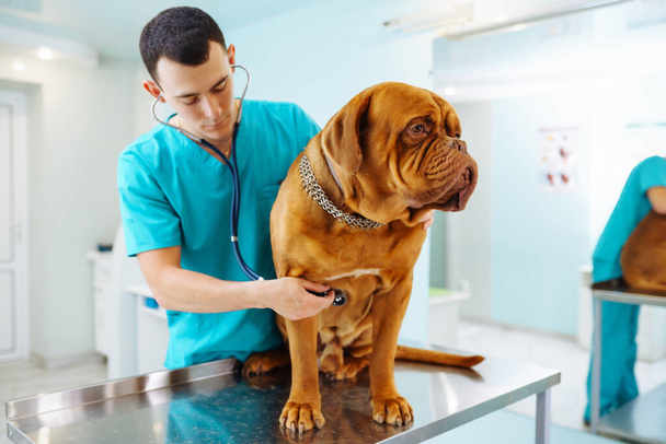 Doctor veterinarian inspecting the health of a obedient dog standing on the table in veterinary clinic. Healthcare, medicine treatment of pets. Dogue de bordeaux. - Zdjęcie, obraz