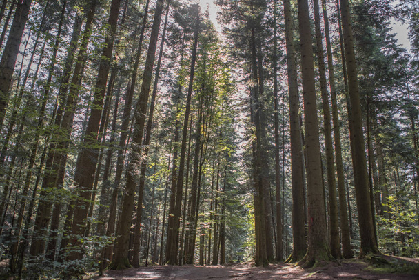 Лісовий пейзаж, дерева і вузька стежка, освітлені м'яким сонячним світлом. Природний фоновий ландшафт
 - Фото, зображення