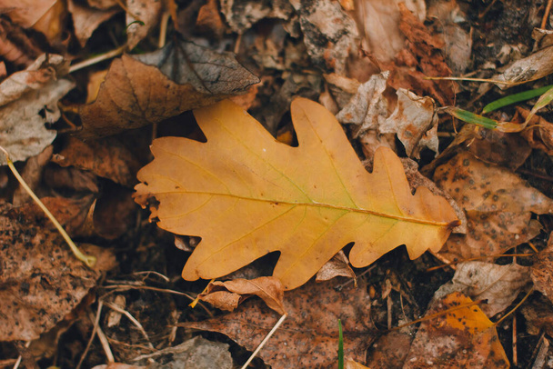 Colorful backround image of fallen autumn oak leaf perfect for seasonal use pattern - Foto, Bild
