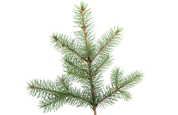 spruce branch isolated on white background  - Photo, Image