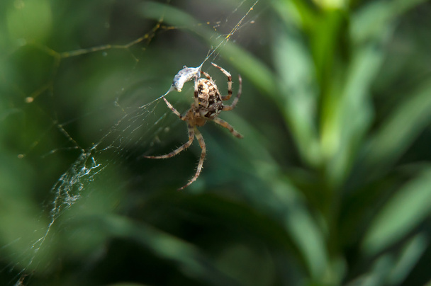 Kleine Spinne wartet auf Abendessen - Foto, Bild