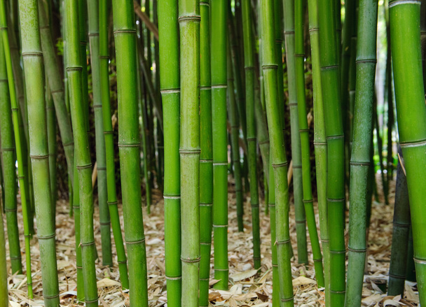 Bamboo forest. Zen - Photo, Image
