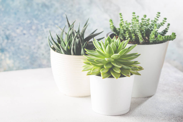 succulents in a white pots - Foto, afbeelding