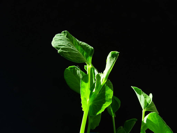young seedlings of the sugar snap peas ( Pisum sativum var. marcrocarpon.), in the sunlight with a black background - Fotoğraf, Görsel