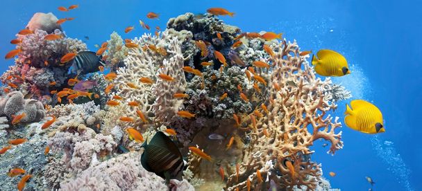 Коралловая сцена - панорама
 - Фото, изображение