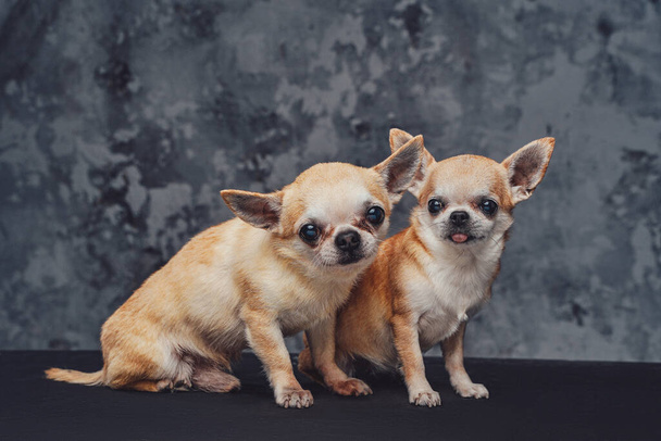 Ein paar zierliche Chihuahua-Hunde vor dunklem Hintergrund - Foto, Bild