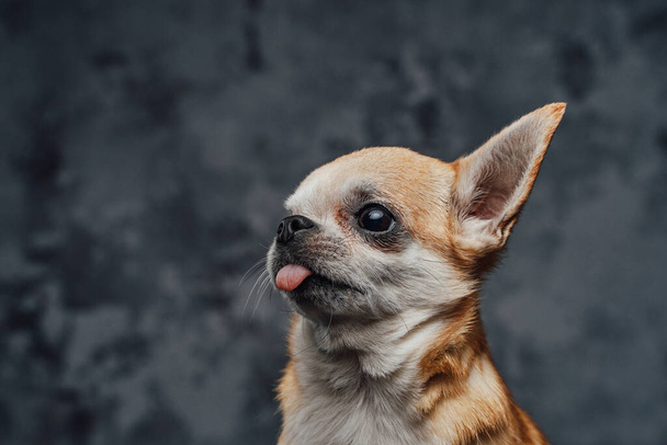 Kopfschuss eines winzigen Chihuahua-Hundes vor dunklem Hintergrund - Foto, Bild