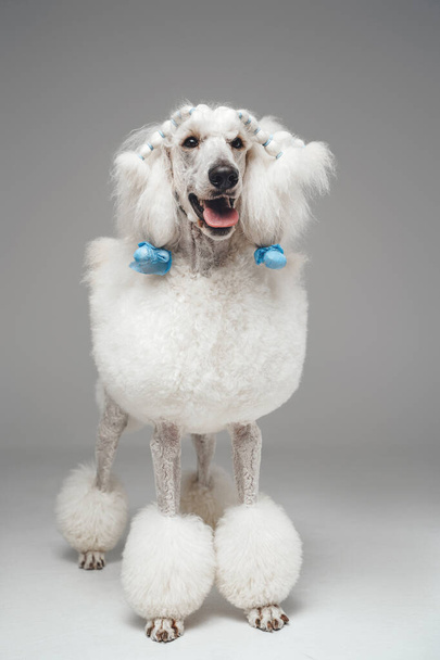 純白のふわふわの毛皮を持つ愛らしいプードル犬 - 写真・画像