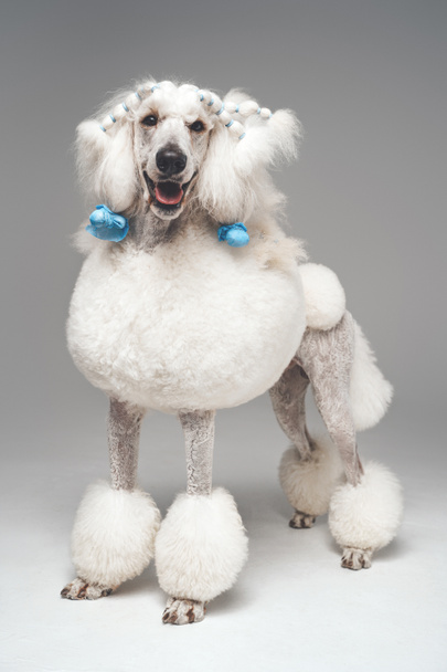 Lockiger Pudelhund posiert vor hellgrauem Hintergrund - Foto, Bild