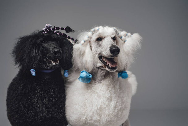 Paar schwarze und weiße Hunde vor grauem Hintergrund - Foto, Bild