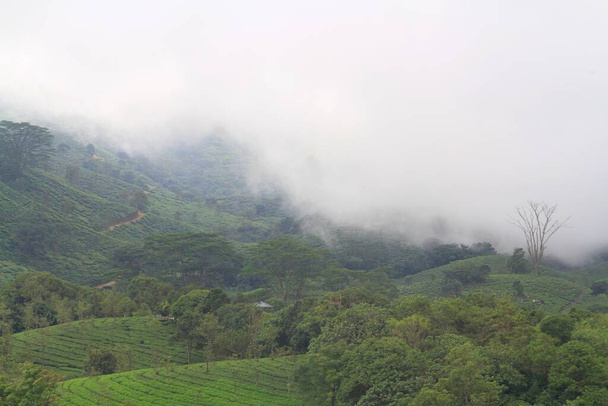 plantación de té en la cima de la colina de Vagamon en el sur de la India durante la temporada de invierno - Foto, imagen