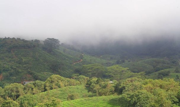 tea plantation on the hill top of Vagamon in south india during winter season - Photo, Image