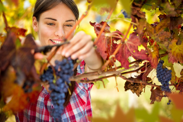 Smiling woman harvesting grapes - Foto, Imagen
