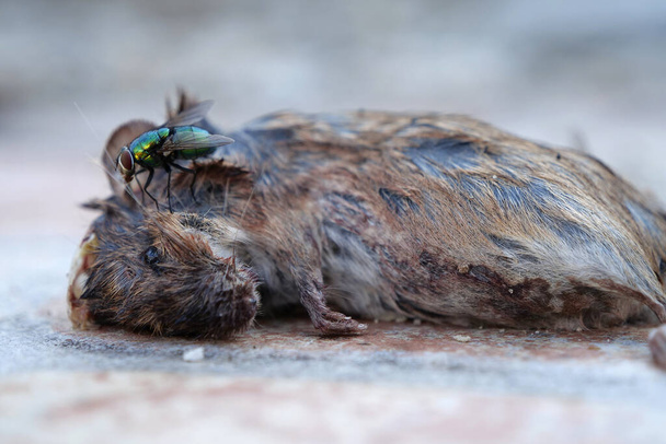 Le cadavre de la souris repose sur le sol, des mouches et des fourmis rampent dessus - Photo, image