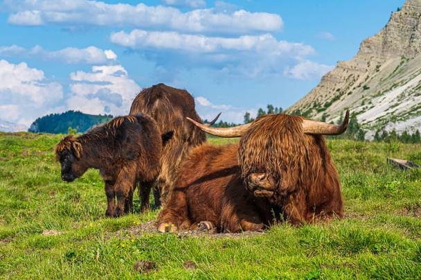 Highland Cattle on the grass in a meadow of Antermoia - Fotoğraf, Görsel