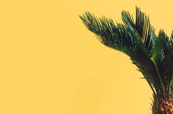 Palm leaves on yellow background with copy-space. Cycas revoluta plant - Photo, Image