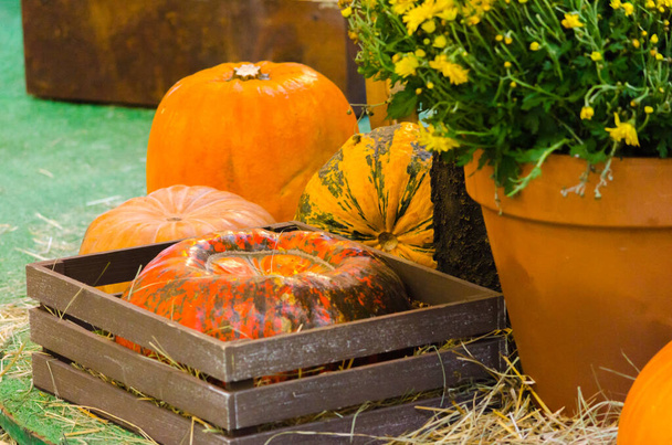 As abóboras cor de laranja encontram-se em uma decoração de outono com flores e carrinho de madeira. Foto de alta qualidade - Foto, Imagem