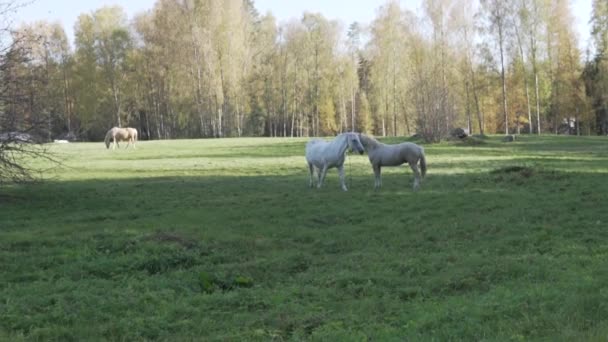 Dva bílí koně na poli na podzim - Záběry, video