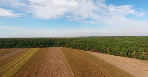 Landbouwgrond, luchtfoto van tarweoogst met ecologisch bos - Video