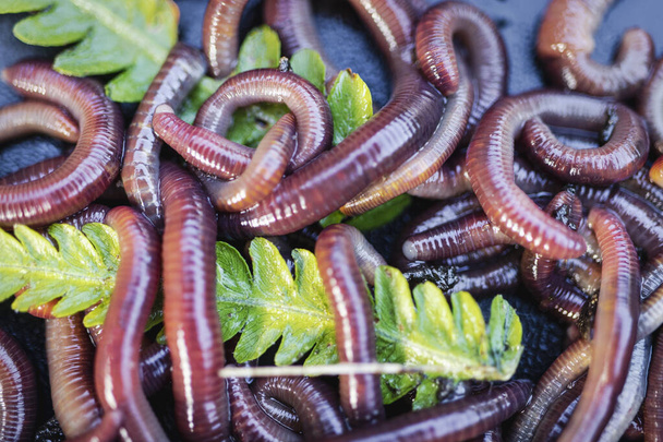 Rode wormen kweken Dendrobena. Vruchtbare grond. Natuurlijke bodemverbetering. Visserijwormen - Foto, afbeelding