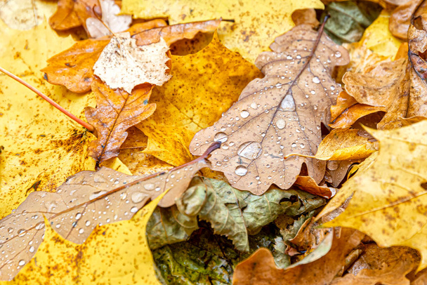 Le gocce di rugiada del mattino si sono congelate sulle foglie di quercia cadute. Autunno foglie cadute nella foresta - Foto, immagini