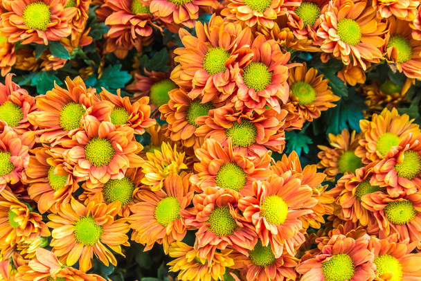 Lindas flores de crisântemos
 - Foto, Imagem