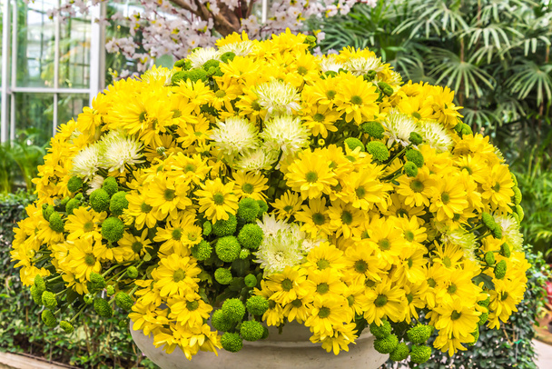 Hermosas flores de crisantemos
 - Foto, Imagen