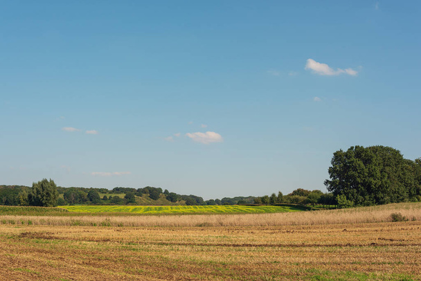 Campos agrícolas con colza en flor en un paisaje soleado y ondulado bajo un cielo azul con algunas nubes. - Foto, imagen