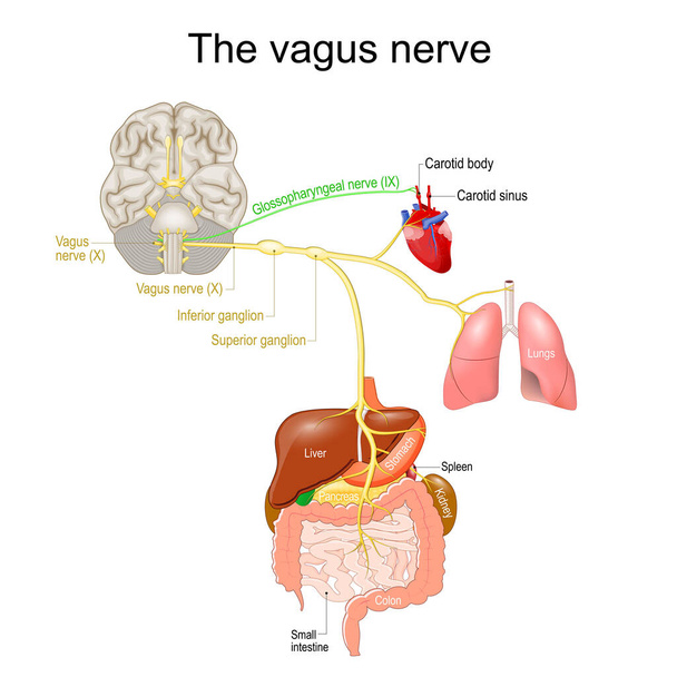 Vagusnerv. Parasympathisches Nervensystem. Medizinische Diagramme. Vektorillustration zur Erklärung des Nervensystems des Menschen. - Vektor, Bild