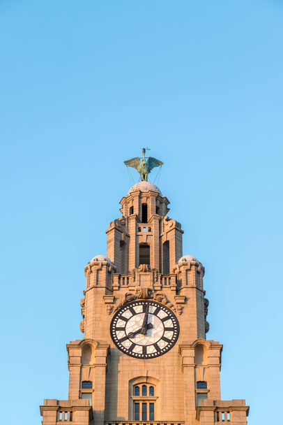 İki karaciğer kuşundan biri 2021 Ağustos 'unda gün batımında Liverpool' daki Royal Liver Binası 'nda bir saat kulesine tünedi.. - Fotoğraf, Görsel