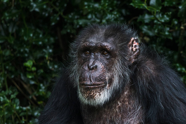 Ritratto di uno scimpanzé occidentale seduto contro alcune foglie scure nel settembre 2021 vicino a Chester. - Foto, immagini