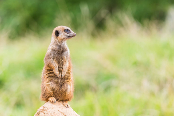 Close up of a Meerkat stood on a high rock on sentry duty in Cheshire in September 2021. - Photo, Image