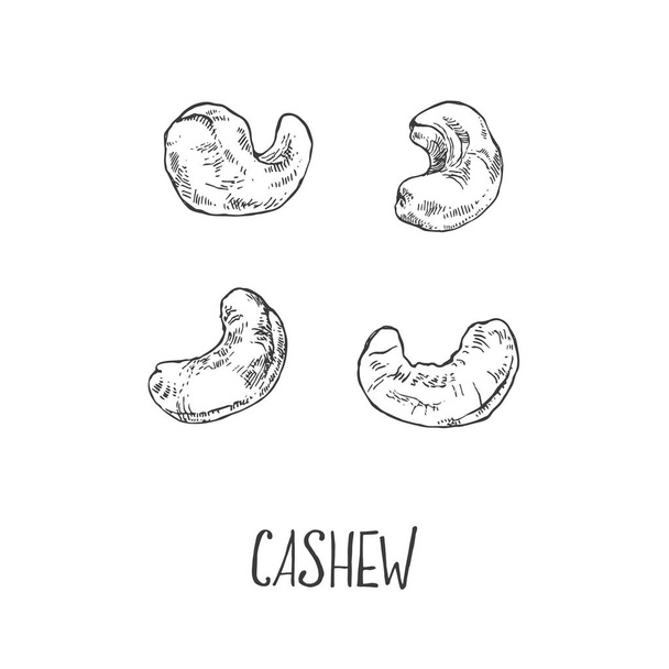 Hand drawn vector ripe cashew nuts illustration - Vector, Image