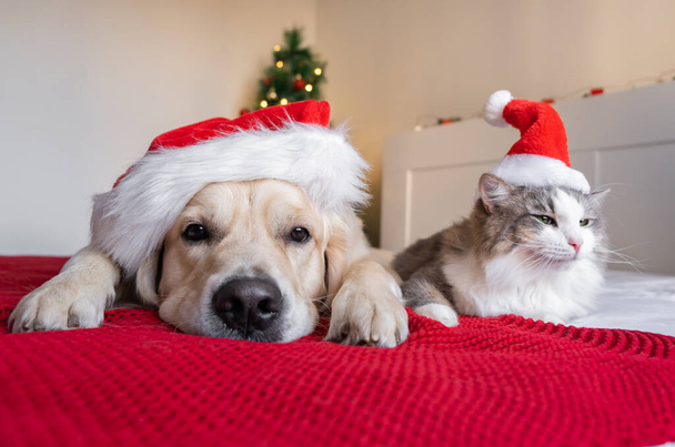 Un perro y un gato están sentados cerca de un árbol de Navidad con sombreros de Santa Claus. Feliz Año Nuevo y Feliz Navidad - Foto, Imagen