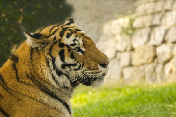 Молодий тигр у профілі, відпочиває в тіні, від палючого сонця, крупним планом
 - Фото, зображення