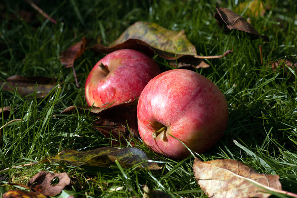 Зрізати яблука на траві в саду
 - Фото, зображення