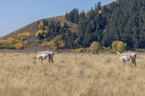 pronghorn αντιλόπη δολάρια στο Grand Teton National Park Wyoming το φθινόπωρο - Φωτογραφία, εικόνα