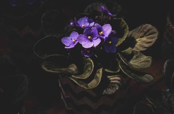 Violette Saintpaulias fleurs communément appelées violettes africaines Parme mis en pot dans le magasin de jardin. - Photo, image